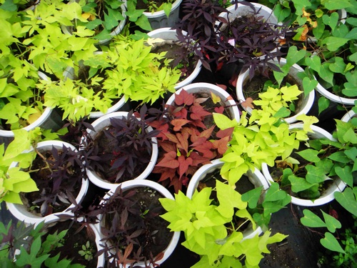 薯类科技文化周现场、BEAT365英国官网研发的观赏用甘薯品种。