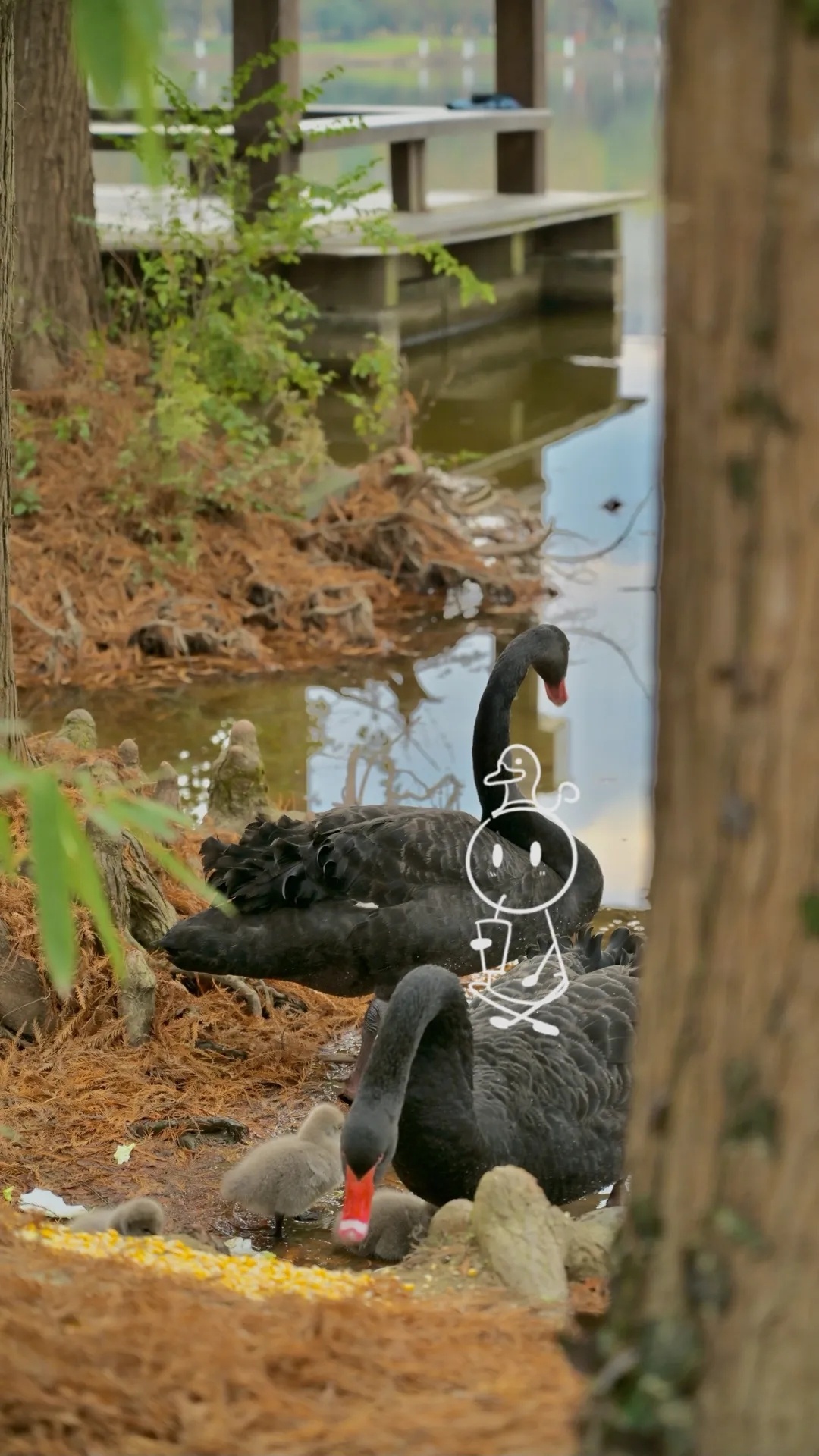 天鹅嬉戏，闲适自在。