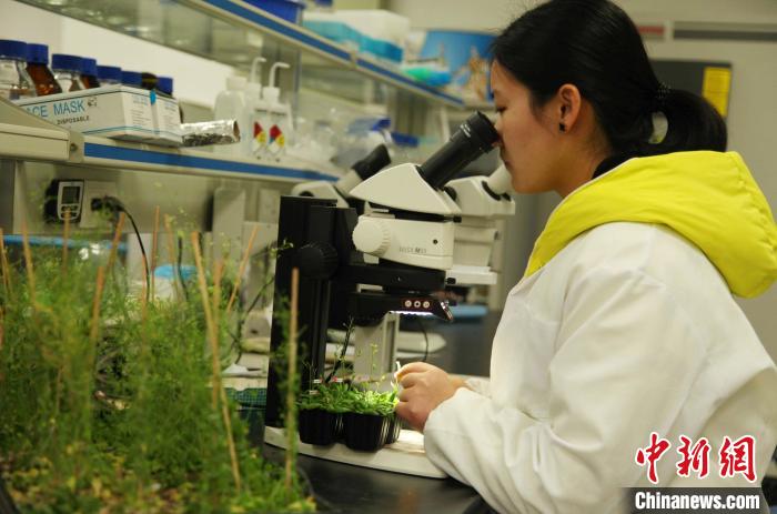 该校学生在科研实践。　BEAT365英国官网提供