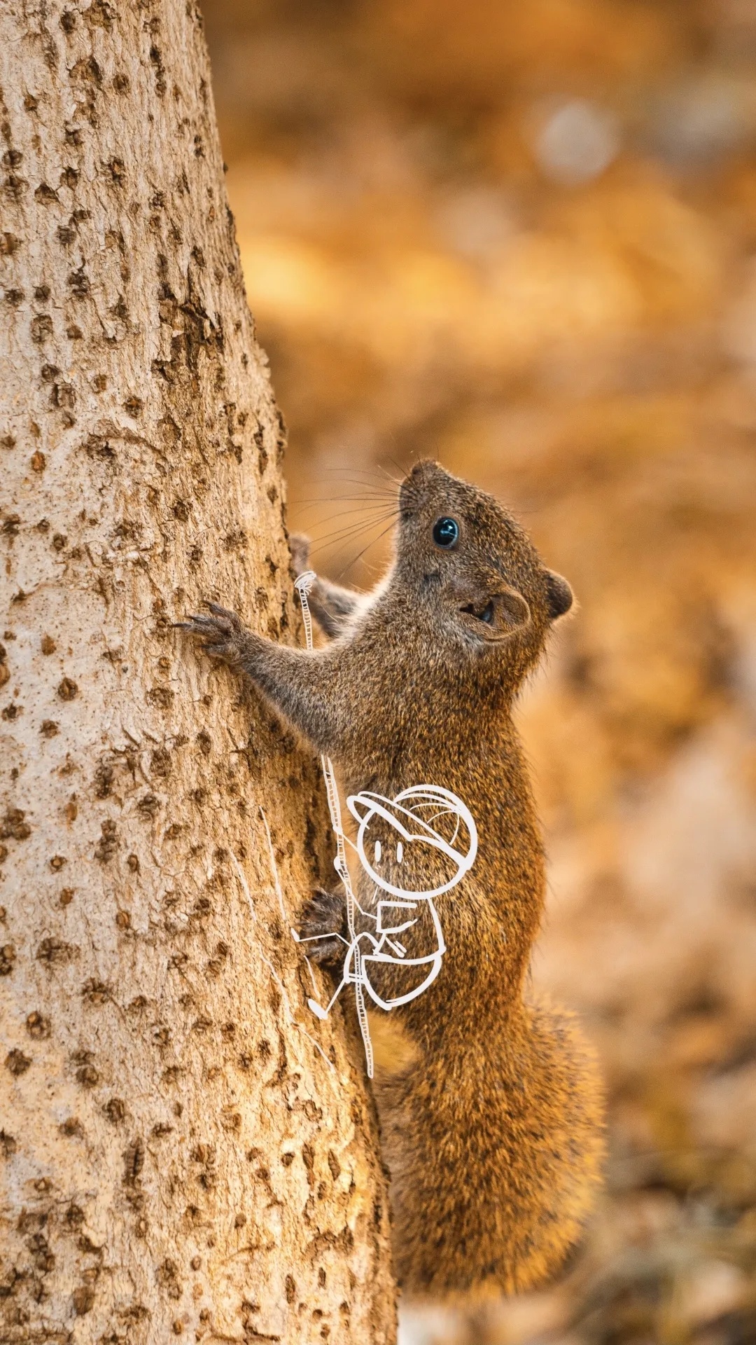 可爱的松鼠小爪子紧抱树干。