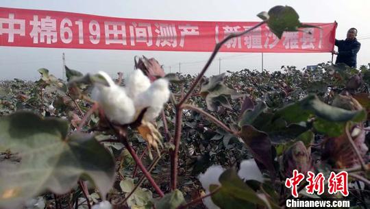 无膜棉进行测产，棉产量完全可以实现亩产320公斤到350公斤。　王小军 摄